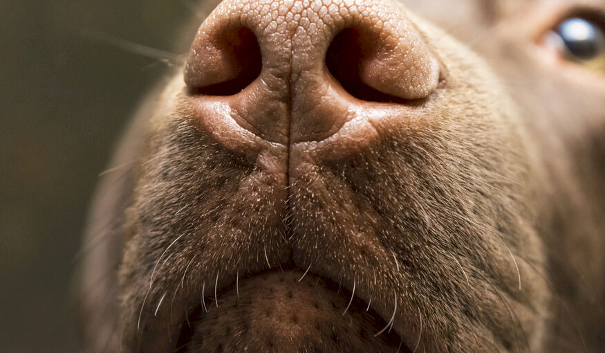 Do Detection Dogs Save the Event Industry? Dog Nose Finds Coronavirus in Sweat Do Detection Dogs Save the Event Industry? Dog Nose Finds Coronavirus in Sweat